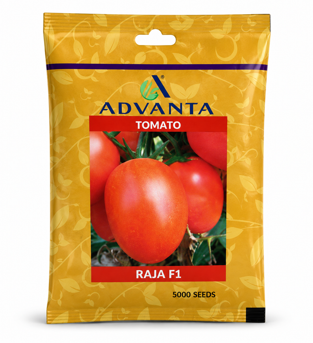 Hybrid tomato seeds Raja F1