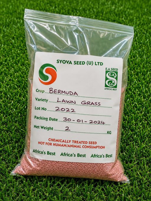 Lawn grass 
