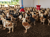 Healthy fast growing 3 weeks Kuroiler chicks for sale in Ugandaproducts/cavanna-milano-mens-white-formal-dress-shirt-uganda