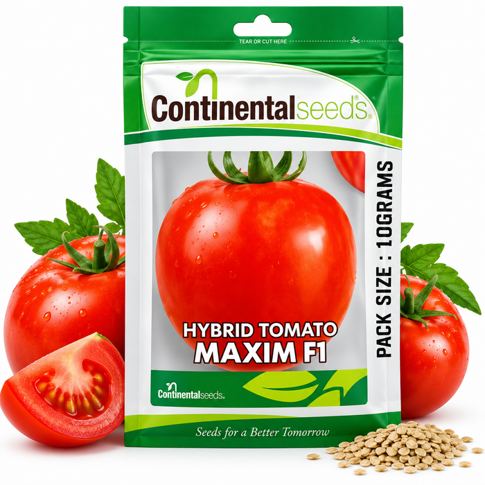 Indeterminate hybrid tomato seeds 10g for commercial tomato farming in Uganda