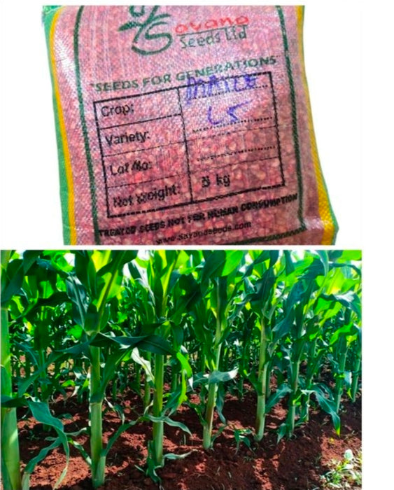 Longe 5 maize seeds 5kg Drought Resistant