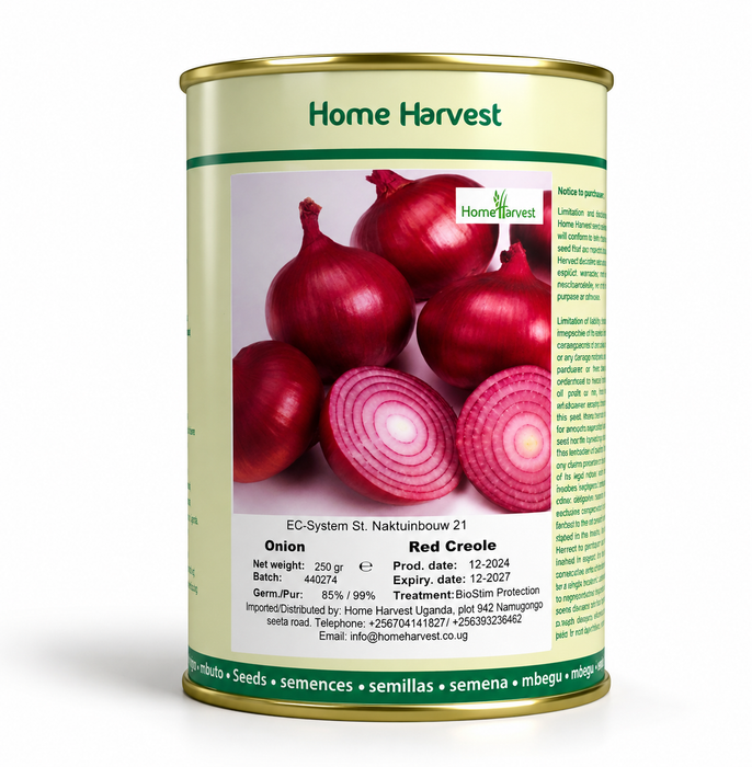 Red creole onion seeds