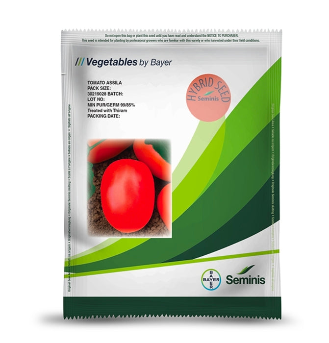 Assila F1 Tomato Seeds 10000 seeds
