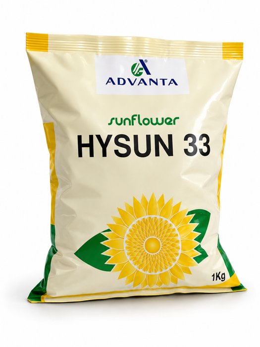 Advanta Hysun 33 Sunflower seeds For planting