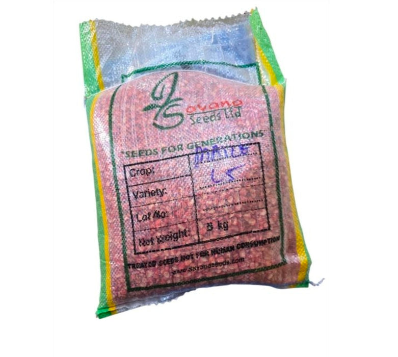 Longe 5 maize seeds 5kg Drought Resistant.