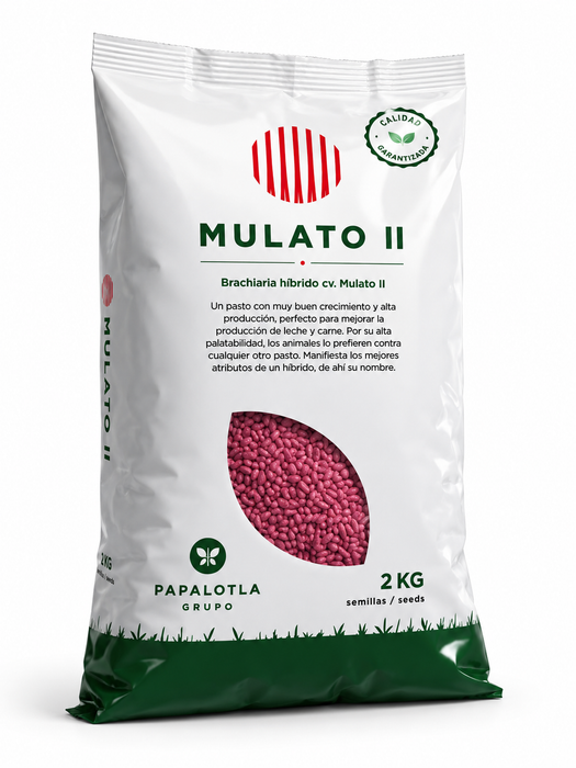 Mulato Brachiaria Hybrid Forage grass seeds 2kg.