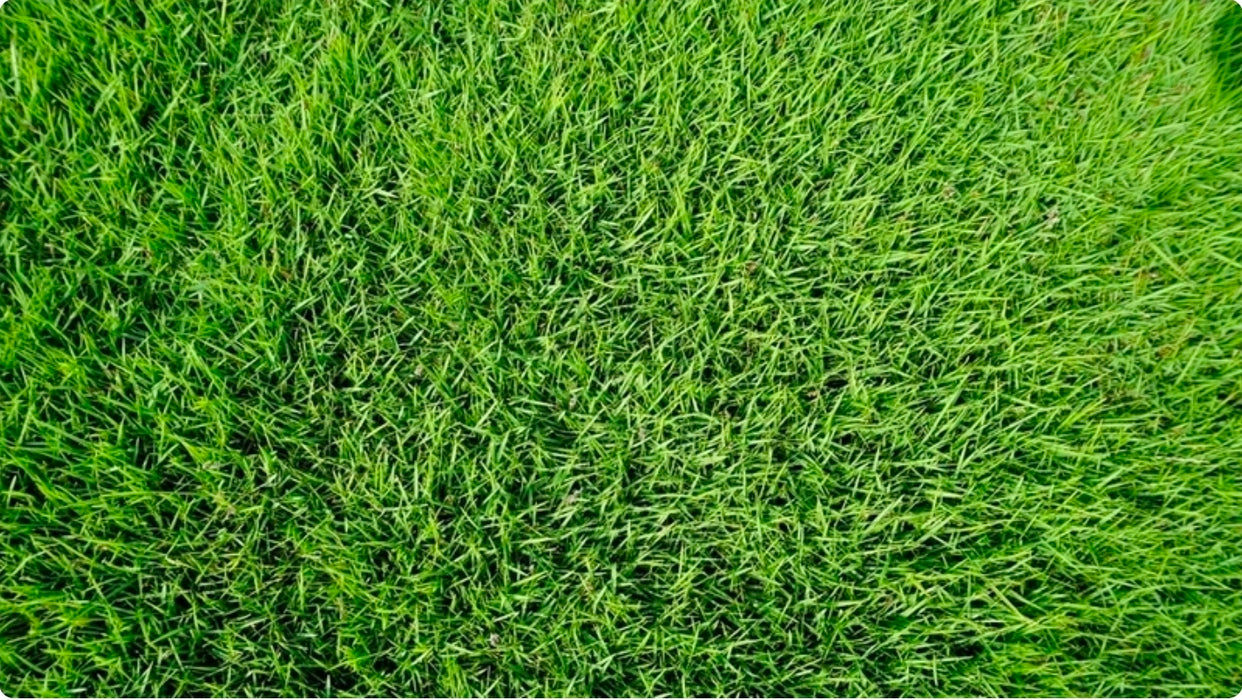 Bermuda Lawn Grass Seeds 1kg